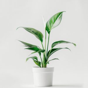 Home product 03